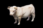 Beswick "Charolai Bull.   SOLD