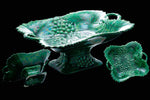 Victorian Wedgewood Holly, Berry and Vine. Footed Dish.