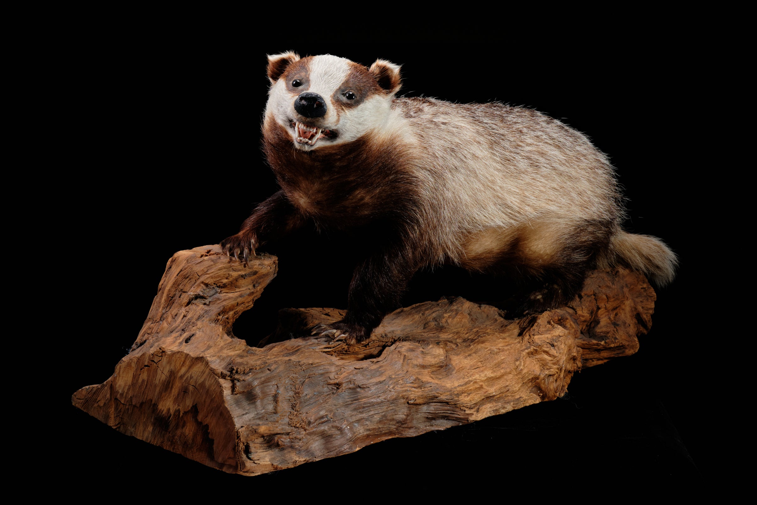 English Taxidermied Badger.