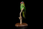 Vintage Mounted Taxidermied Parakeet.