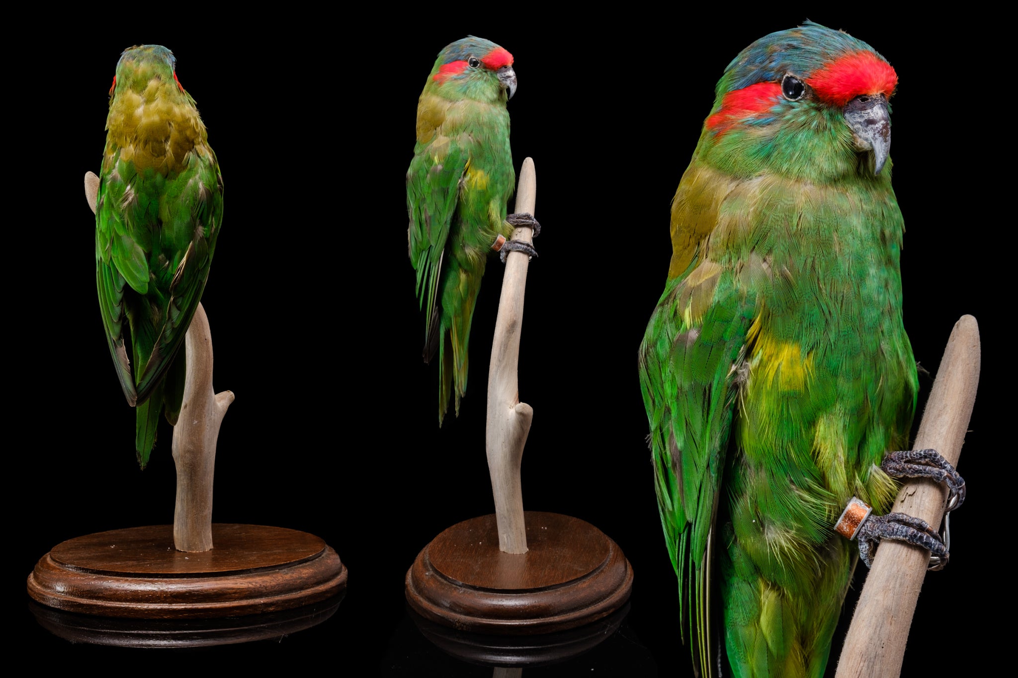 Vintage Mounted Taxidermied Parakeet.